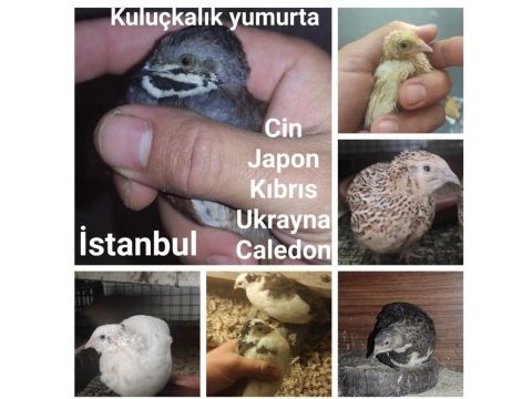 Bıldırcın yumurtası ve bıldırcın