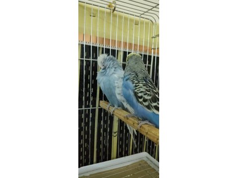Show jumbo 2025 gençler dişi erkekli muhabbet kuşlar