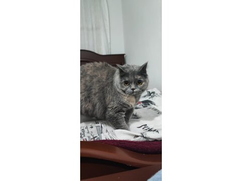 Harika bir ponçik kedimiz