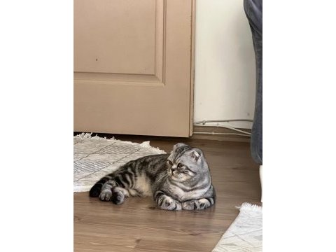 Scottish fold kedisi sahiplendirme