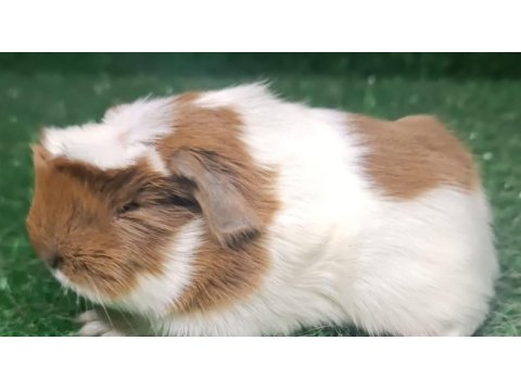 Ginepig yavru kedimiz