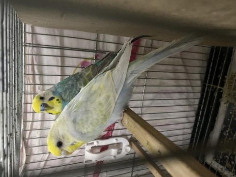 Çift rainbow muhabbet kuşları