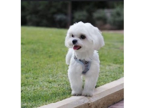 Teacup maltese terrier yavruları