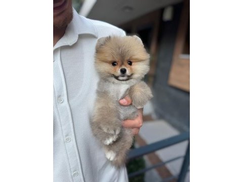 Pomeranian boo teddy face erkek yavrumuz