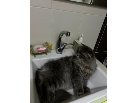 Chinchilla iran kırması erkek 1 yaşında