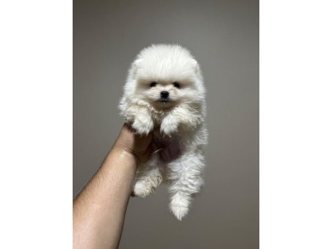 Pomeranian kar beyaz yavrumuz
