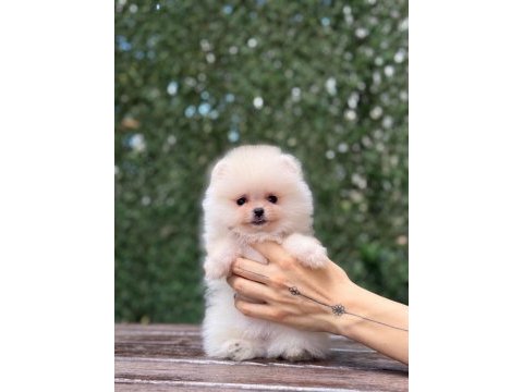 Orjinal sptiz olmayan pomeranian boo çocuklar