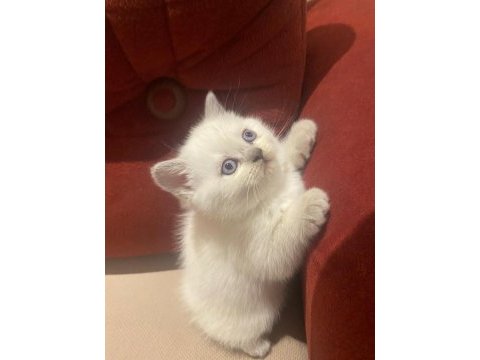 Blue point british shorthair