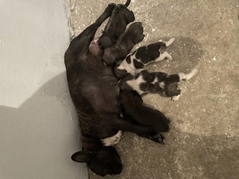 Yavru french bulldog