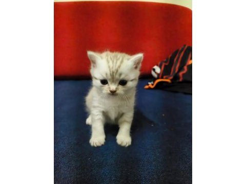 2 adet longhair kedimiz