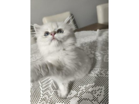 British longhair silver point
