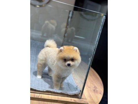Sağlık ve ırk garantili pomeranian köpeğimiz
