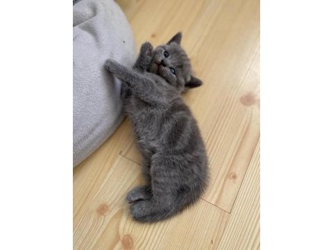 Scottish fold ve british shorthair yavrular