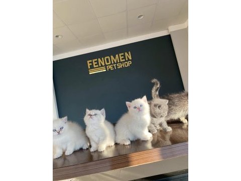 Kedi dünyasından renk renk brıtısh yavrular ankara