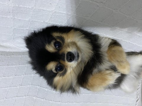 Pomeranıan spitz