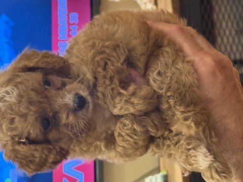 Sevimli maltipoo yavruları yeni ailelerini bekliyor!