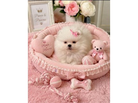 2 prenses orijinal pomeranian ayıcıklar