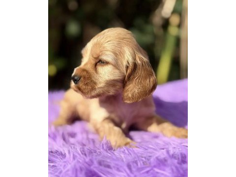 Kızıl cocker yavru köpeklerimiz