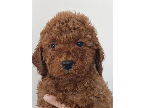 Toy poodle yavrularımız