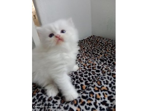 İran kedisi sahibimi arıyorum