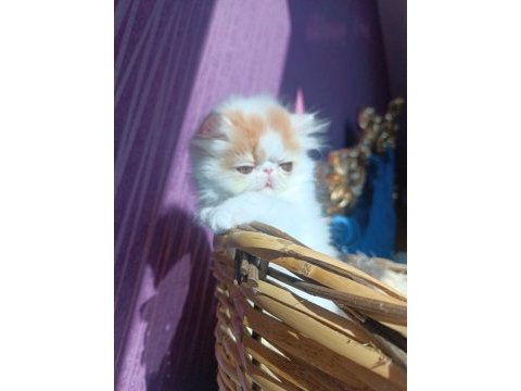 Show kalite iran persian kedisi