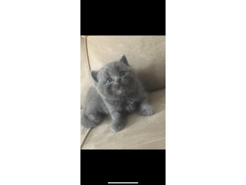 Yavru 45 günlük british shorthair kediler