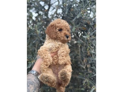 Bebek yüz poodle yavrularımız hazır