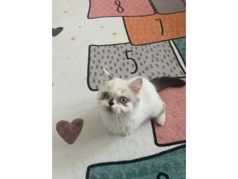 British shorthair 2 aylık