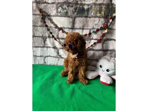 Toy poodle