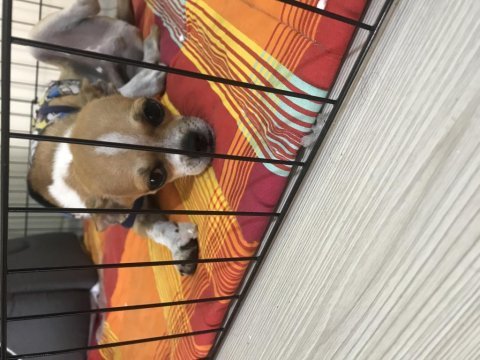 Yavrularımız doğdu ve çok sağlıklı chihuahua