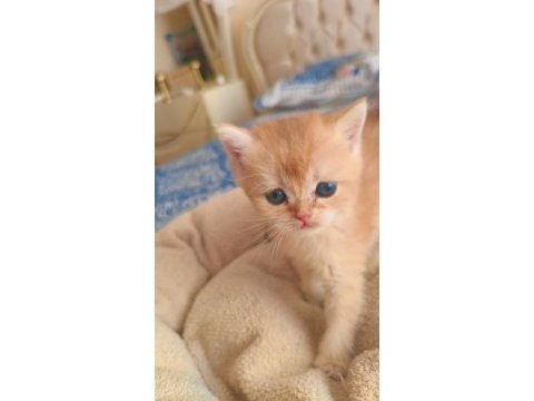 Son kalan peluş gibi yavru kediler