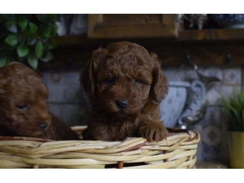 Red brown toy poodle