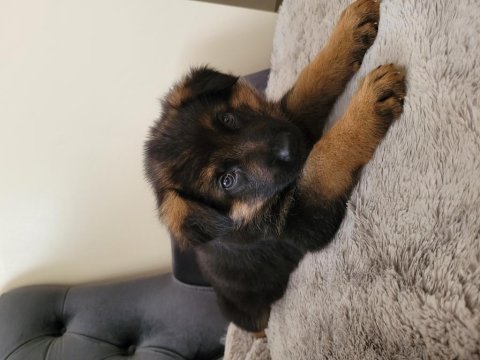K9 safkan alman kurdu 2 kardeş