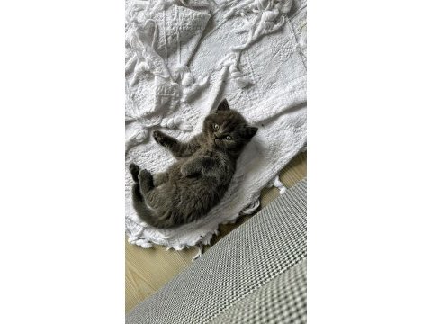 A kalite british shorthair yavrularımız yuvalarını arıyor