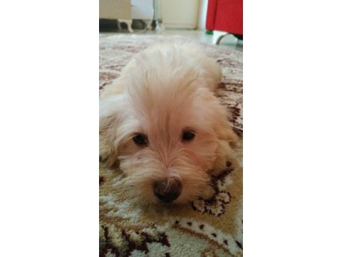 Erkek maltipoo