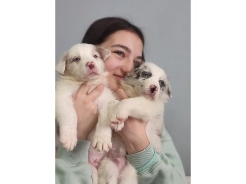 Çok iyi border collie yavruları istanbul
