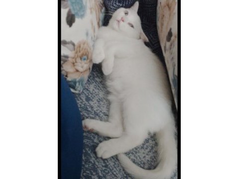Scottish fold mavişe yuva arıyoruz
