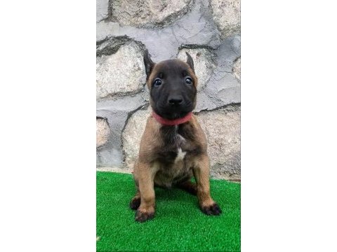 Eyüp doğan aksiyon şila yavruları malinois