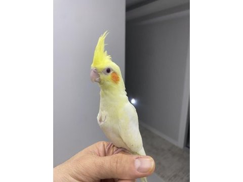Yeni yuvasını arayan sultan bebekler