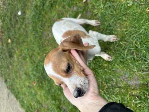 Pointer avcı köpeği saf kan uygun