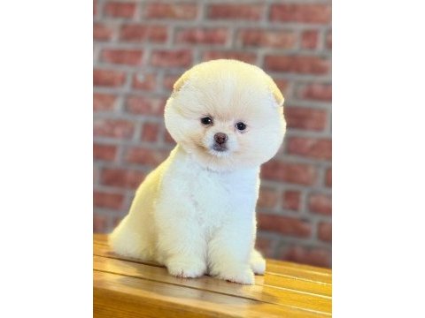 Dünyalar tatlısı ayı surat pomeranian boo