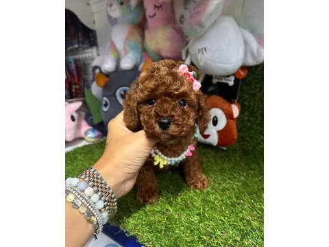 Gerçek orjinal toy poodle yavrularımız