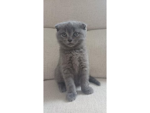 1 ocak doğumlu scottish fold yavrularımız