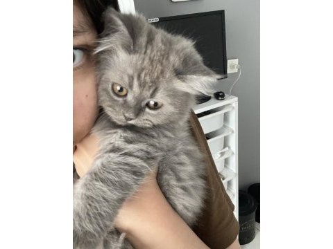 British longhair sevimli yavru