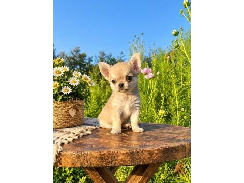 Mikro teacup boy xxsmall mükemmel erkek yavru şivava