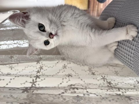 British shorthair silver point erkek yavru