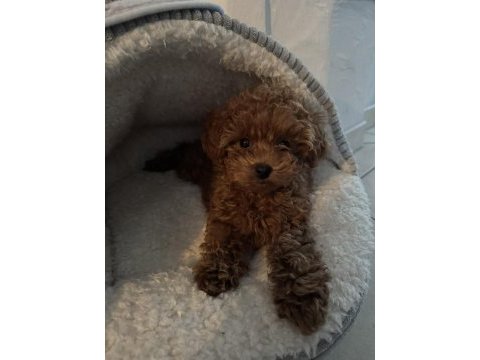 Sevimli toy poodle 