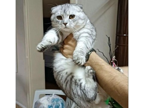 Scottish fold