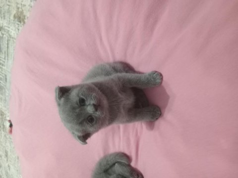 Minik british shorthair yavrumuz sahiplendiriyoruz