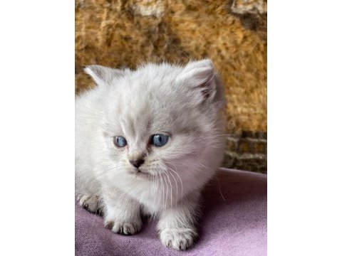 Full orjinal lynx point british shorthair
